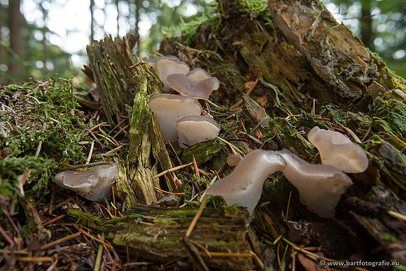 Paddenstoelen, Bart Fotografie-0370