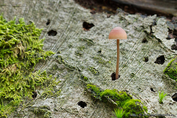 Paddenstoelen, Bart Fotografie-0371