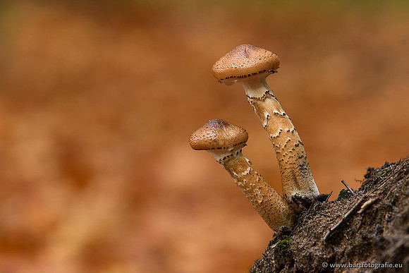 Paddenstoelen, Bart Fotografie-0372