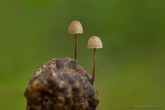 Paddenstoelen, Bart Fotografie-0373