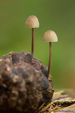 Paddenstoelen, Bart Fotografie-0374