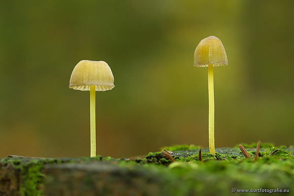 Paddenstoelen, Bart Fotografie-0375