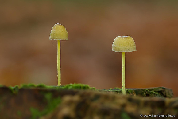 Paddenstoelen, Bart Fotografie-0376