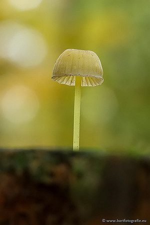 Paddenstoelen, Bart Fotografie-0378