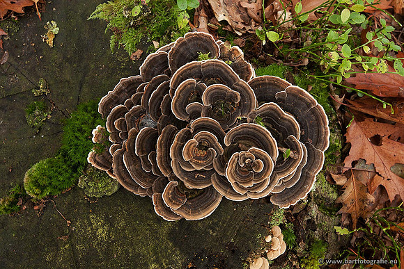 Paddenstoelen, Bart Fotografie-0379