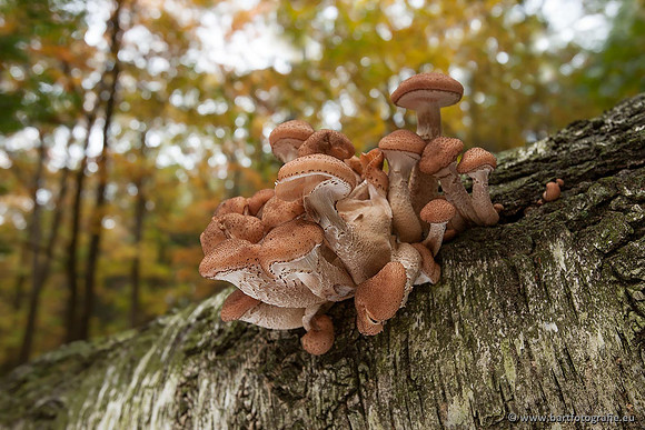 Paddenstoelen, Bart Fotografie-0380
