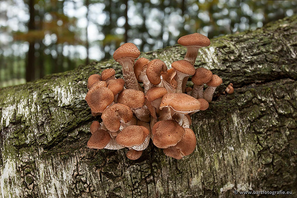 Paddenstoelen, Bart Fotografie-0381