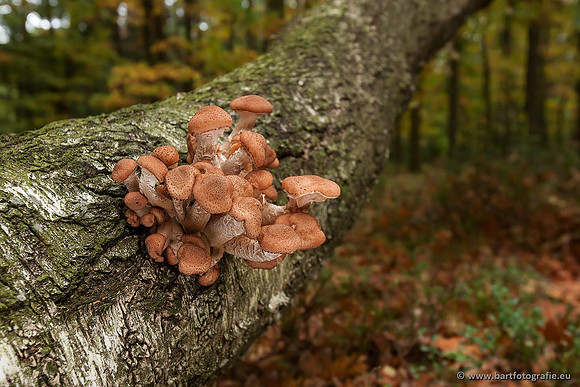 Paddenstoelen, Bart Fotografie-0382