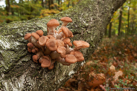 Paddenstoelen, Bart Fotografie-0383