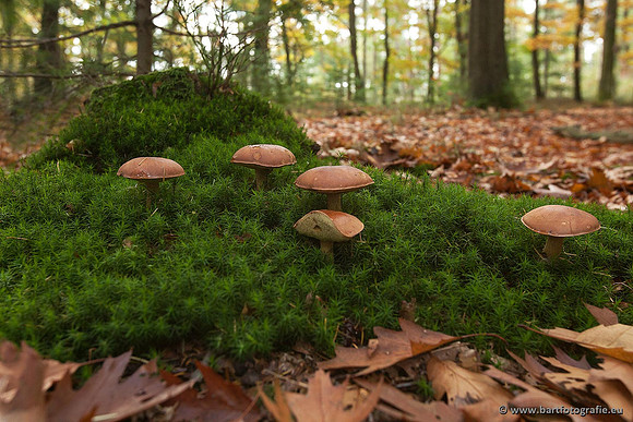 Paddenstoelen, Bart Fotografie-0385