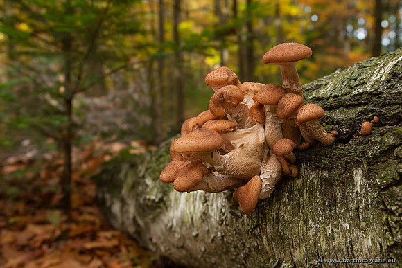 Paddenstoelen, Bart Fotografie-0384