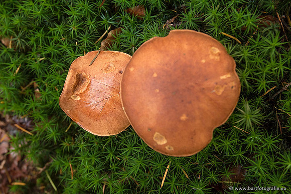 Paddenstoelen, Bart Fotografie-0386