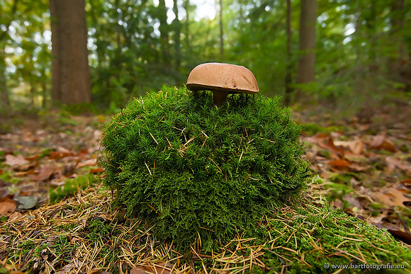 Paddenstoelen, Bart Fotografie-0387