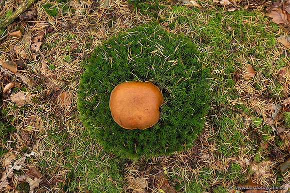 Paddenstoelen, Bart Fotografie-0388