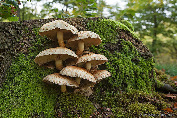 Paddenstoelen, Bart Fotografie-0389