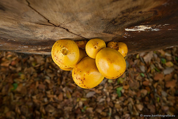 Paddenstoelen, Bart Fotografie-0390