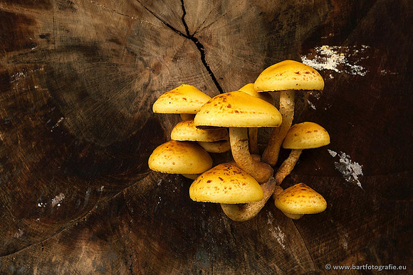 Paddenstoelen, Bart Fotografie-0391