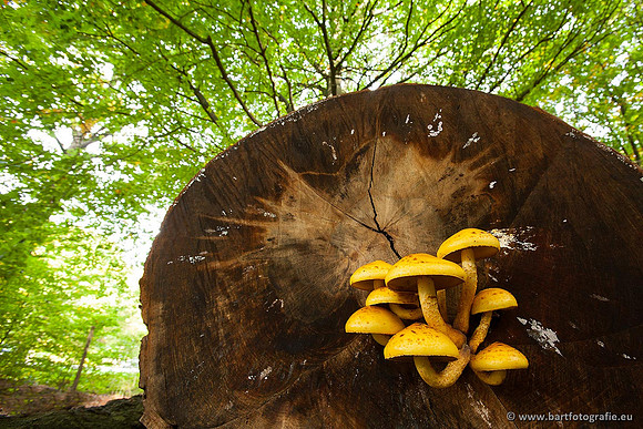 Paddenstoelen, Bart Fotografie-0392