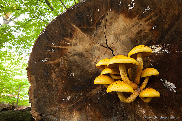 Paddenstoelen, Bart Fotografie-0393