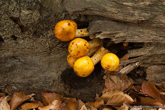 Paddenstoelen, Bart Fotografie-0395