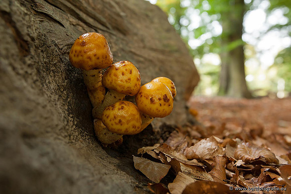 Paddenstoelen, Bart Fotografie-0396