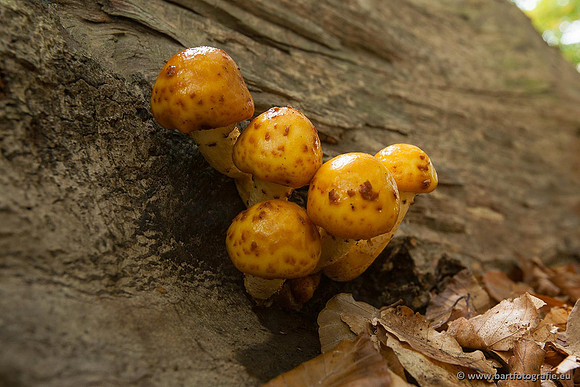Paddenstoelen, Bart Fotografie-0397