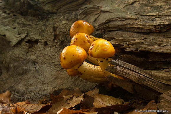Paddenstoelen, Bart Fotografie-0398