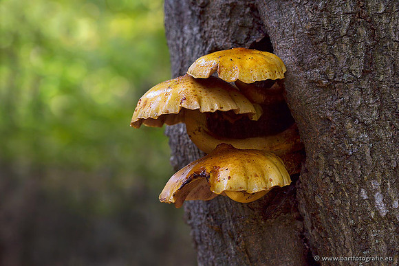 Paddenstoelen, Bart Fotografie-0399