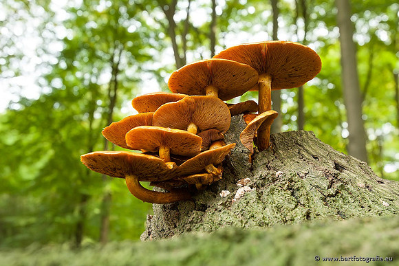 Paddenstoelen, Bart Fotografie-0400
