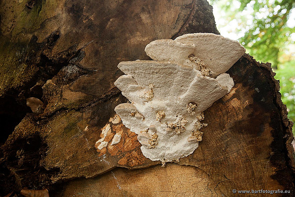 Paddenstoelen, Bart Fotografie-0401