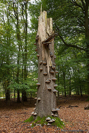 Paddenstoelen, Bart Fotografie-0402