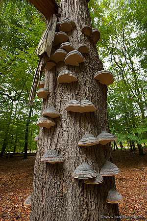 Paddenstoelen, Bart Fotografie-0403