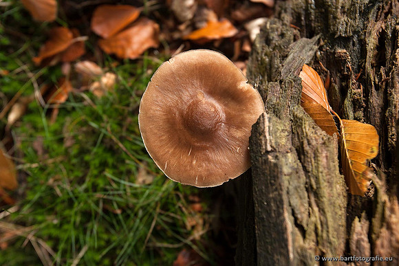 Paddenstoelen, Bart Fotografie-0404