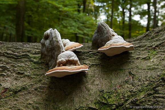 Paddenstoelen, Bart Fotografie-0406