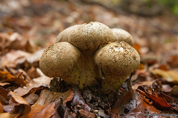 Paddenstoelen, Bart Fotografie-0407