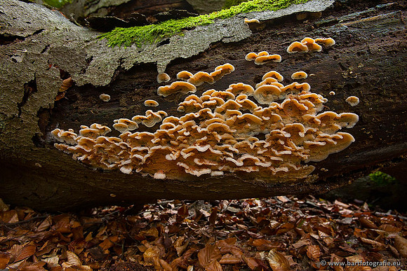 Paddenstoelen, Bart Fotografie-0405