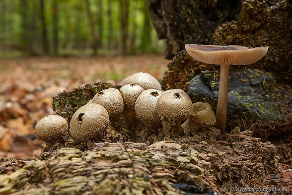 Paddenstoelen, Bart Fotografie-0408