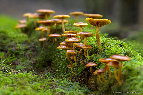Paddenstoelen, Bart Fotografie-0409