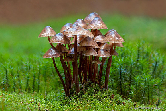 Paddenstoelen, Bart Fotografie-0410