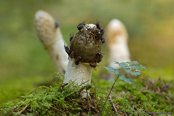 Paddenstoelen, Bart Fotografie-0411