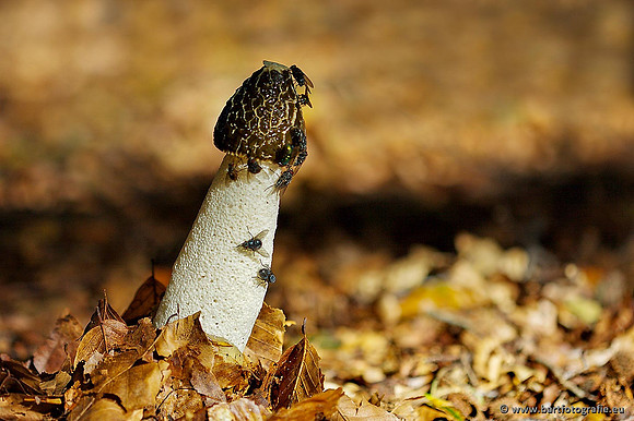 Paddenstoelen, Bart Fotografie-0412