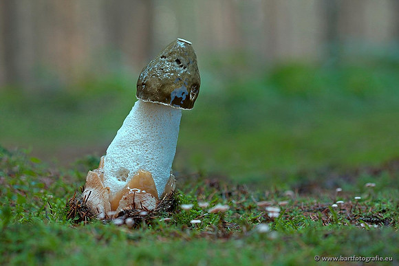 Paddenstoelen, Bart Fotografie-0413