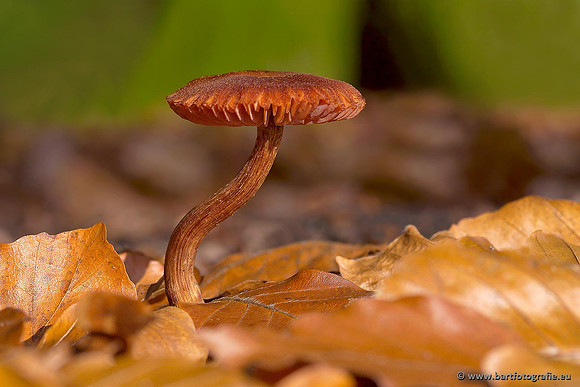 Paddenstoelen, Bart Fotografie-0414
