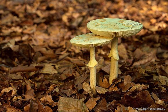 Paddenstoelen, Bart Fotografie-0415