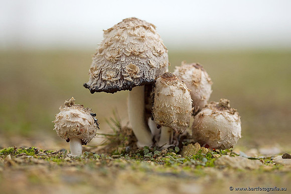 Paddenstoelen, Bart Fotografie-0416