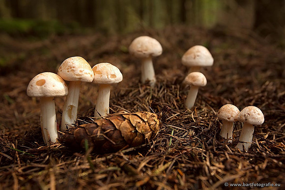 Paddenstoelen, Bart Fotografie-0417