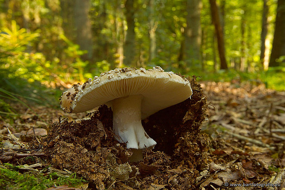 Paddenstoelen, Bart Fotografie-0418