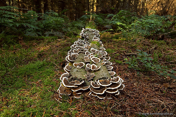 Paddenstoelen, Bart Fotografie-0419