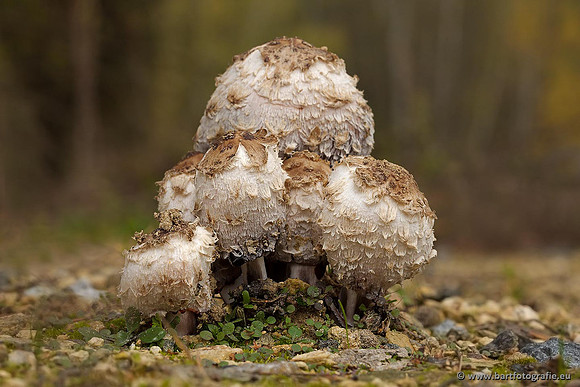 Paddenstoelen, Bart Fotografie-0420