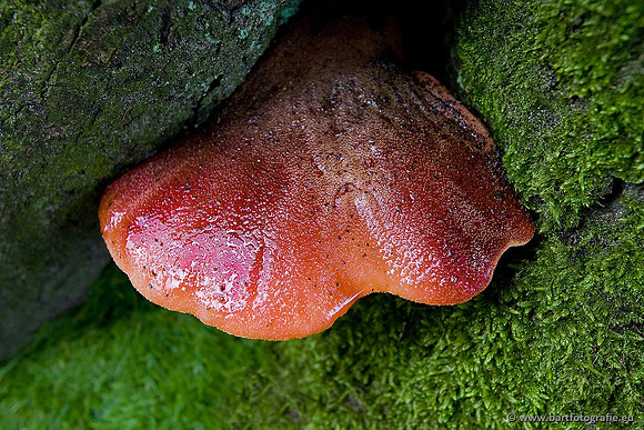 Paddenstoelen, Bart Fotografie-0421